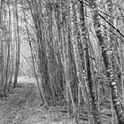 A Walk Through the Aspen Forest