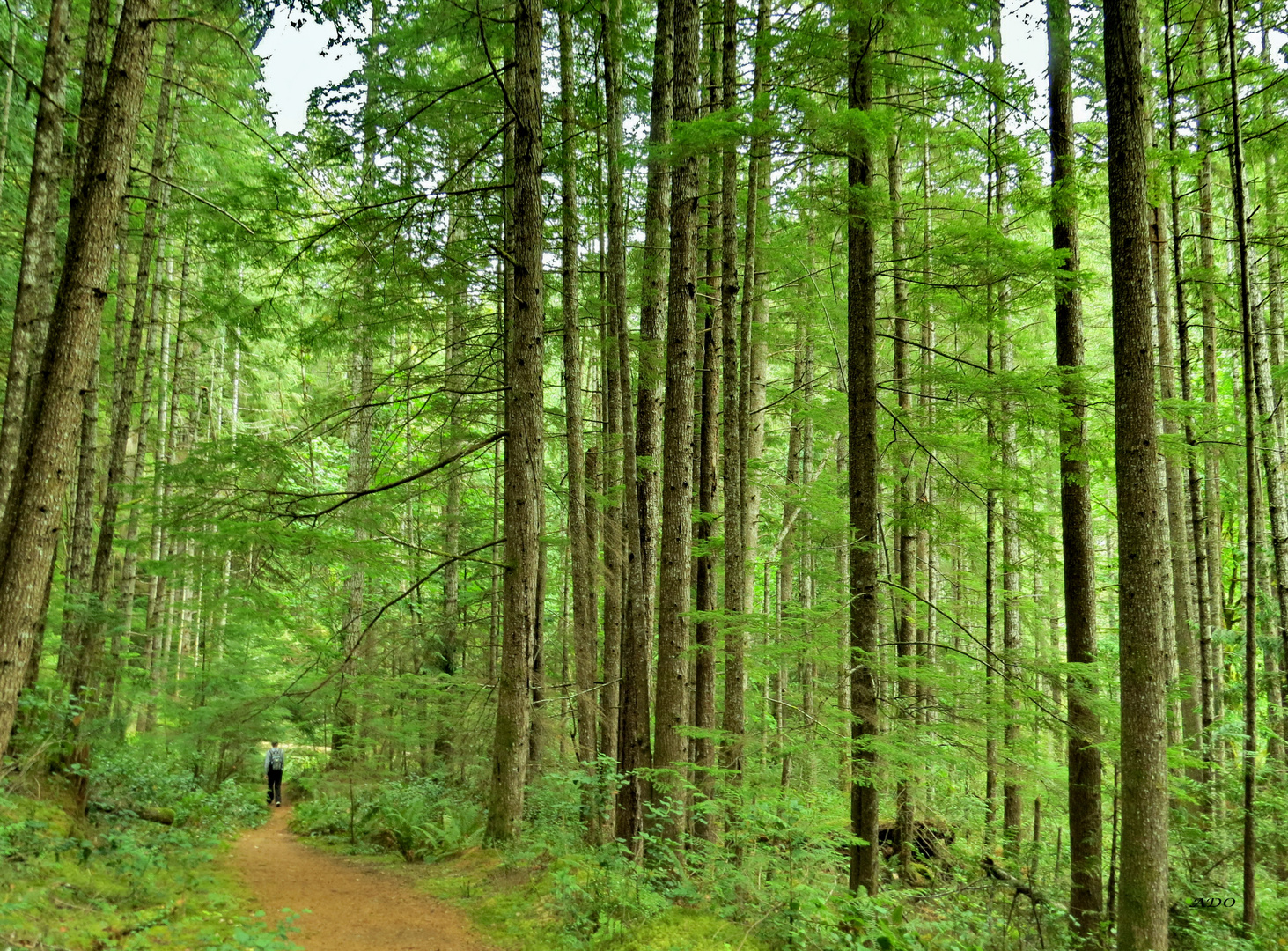 A Walk Through the Forest