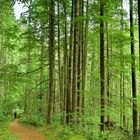 A Walk Through the Forest