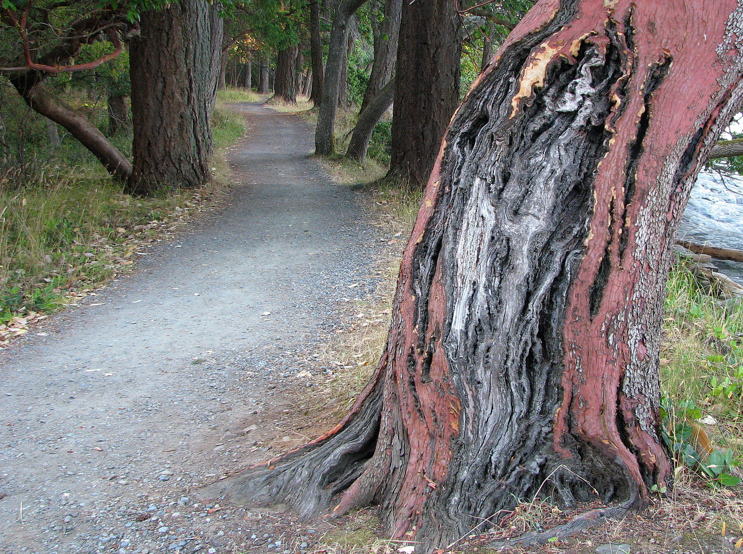 A Walk through the Woods