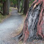 A Walk through the Woods