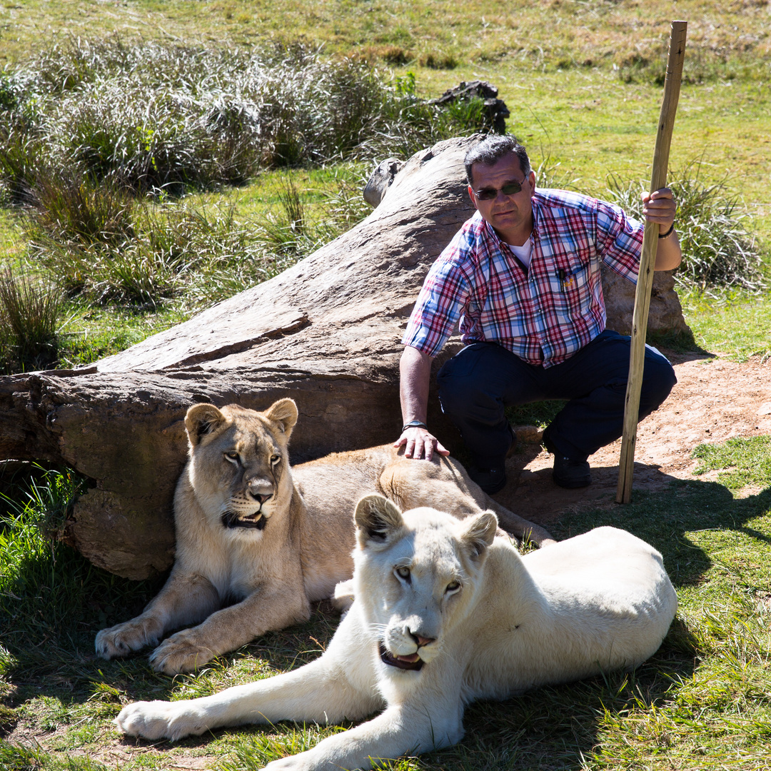 A walk with lions