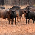 A wall of bulls