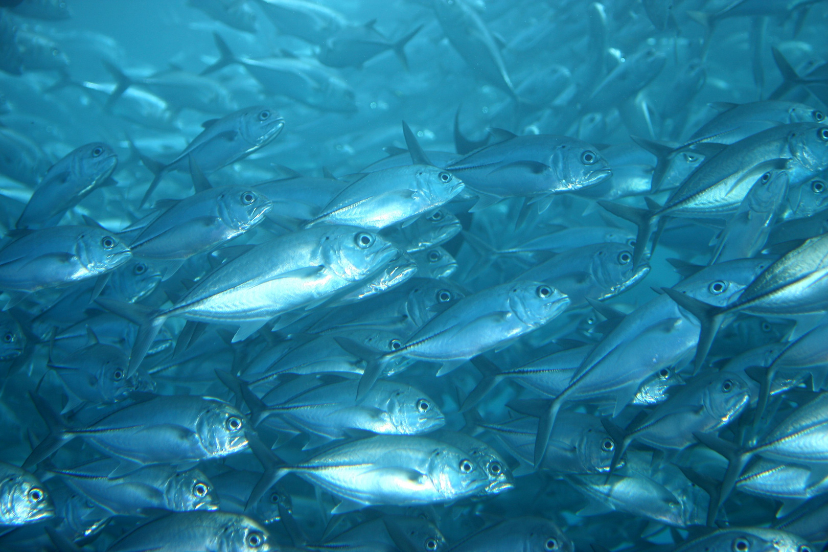 A wall of fish in Bali.