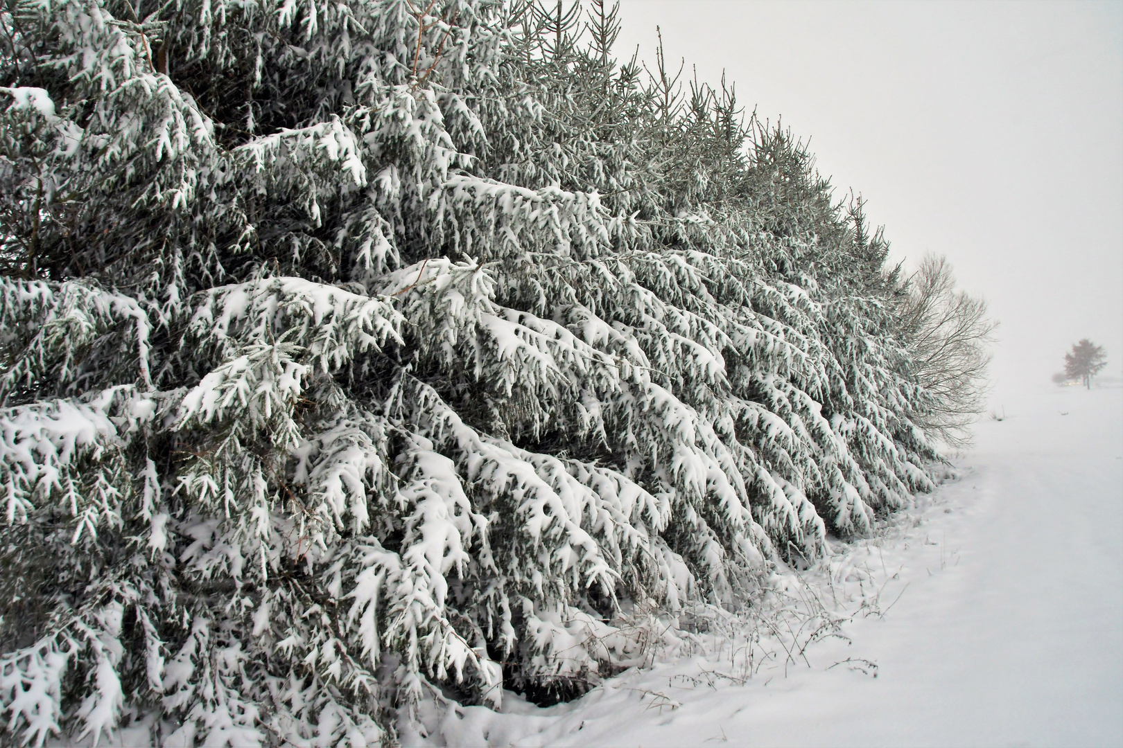 a wall of trees and snow