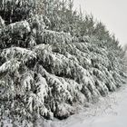 a wall of trees and snow