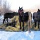 A Warm Greeting on a Frosty Morning