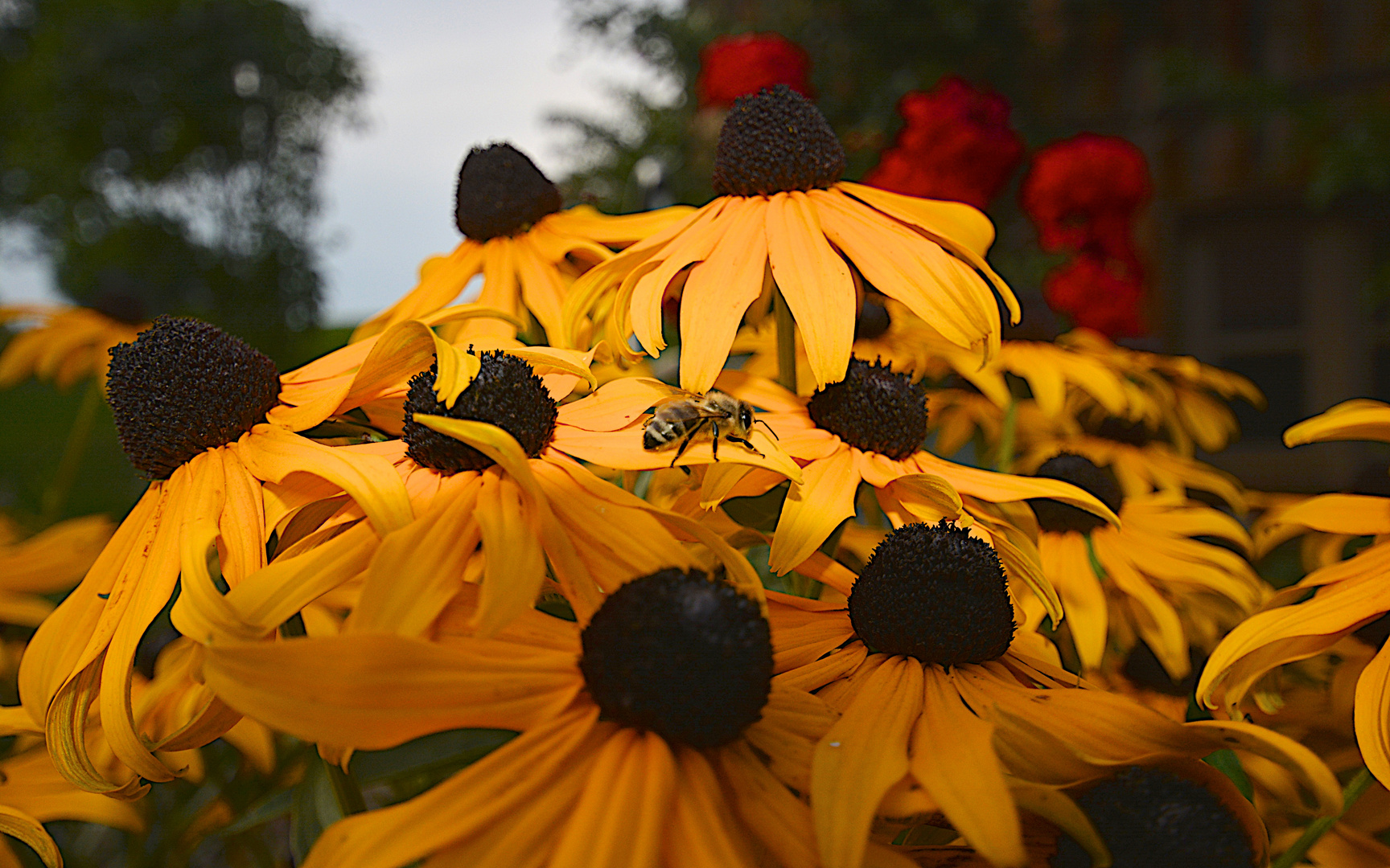 A warm place to bee