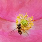 ~a wasps breakfast~