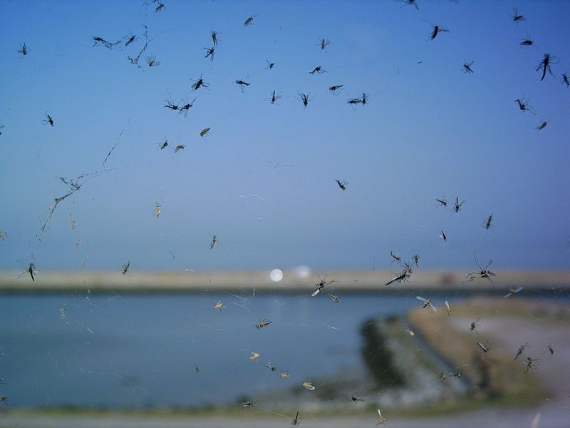 A web with a View