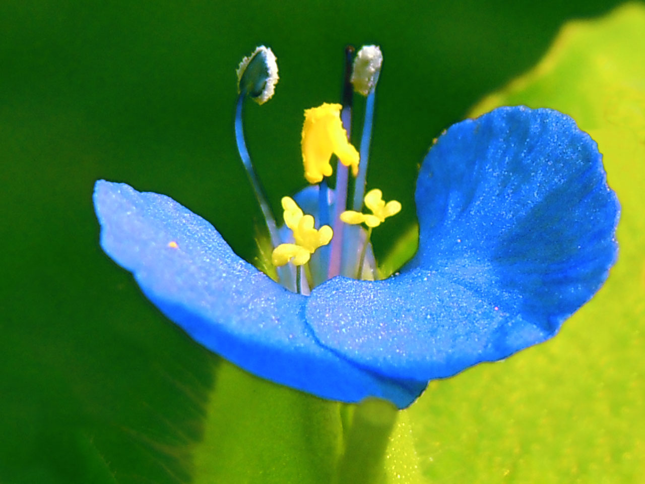 A weed that makes a point