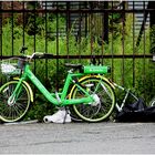 A Welcome Splash of Lime on a Wet and Windy Day 