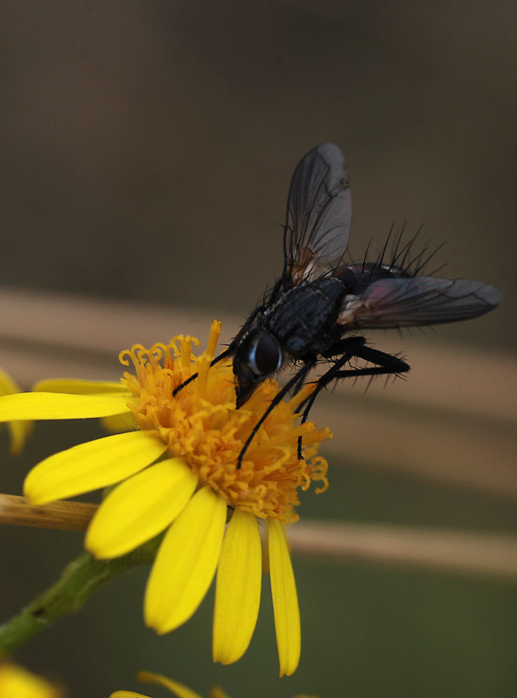 A WereFly