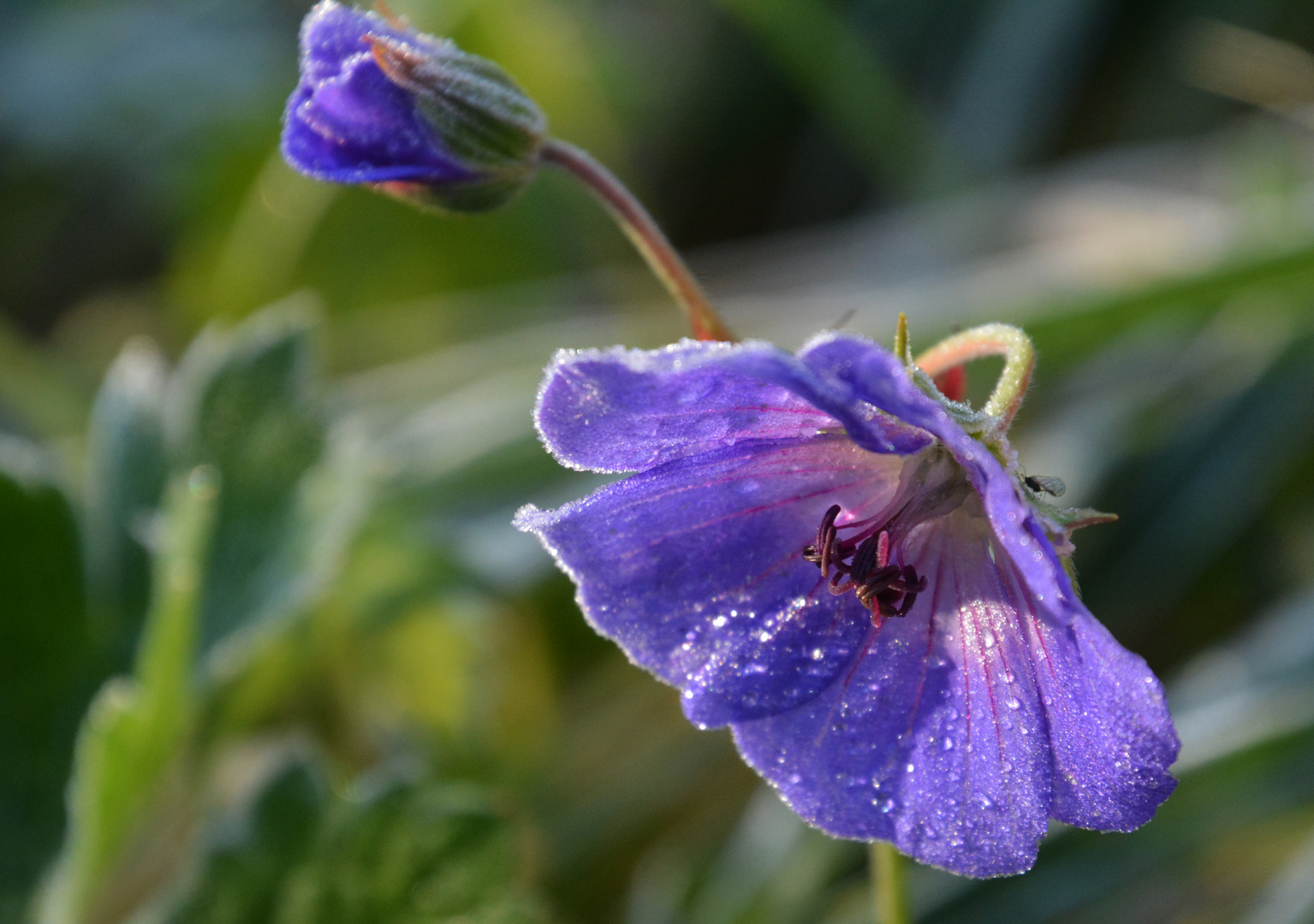 A wet blue flower