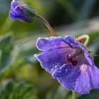 A wet blue flower