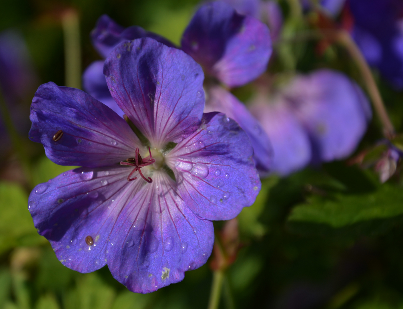 A wet flower