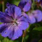 A wet flower