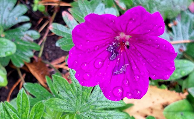 A wet flower