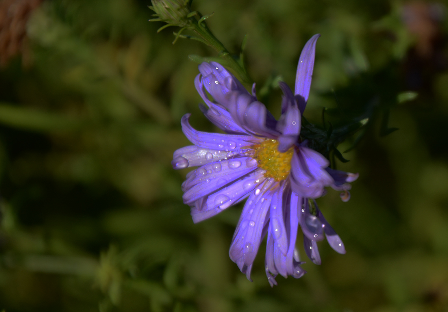 A wet flower