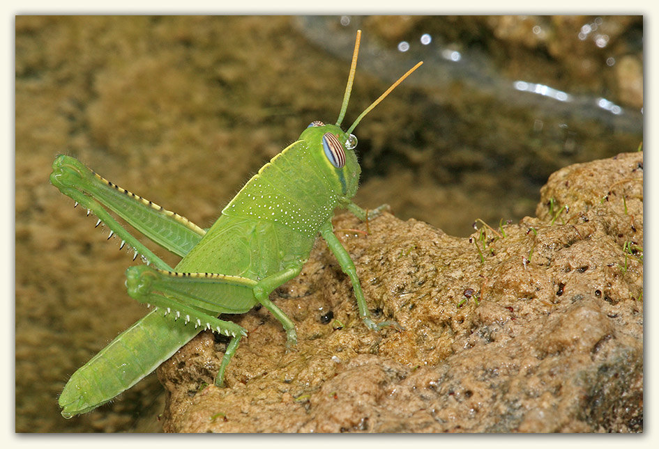 A wet grasshopper from today