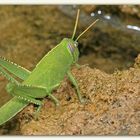 A wet grasshopper from today