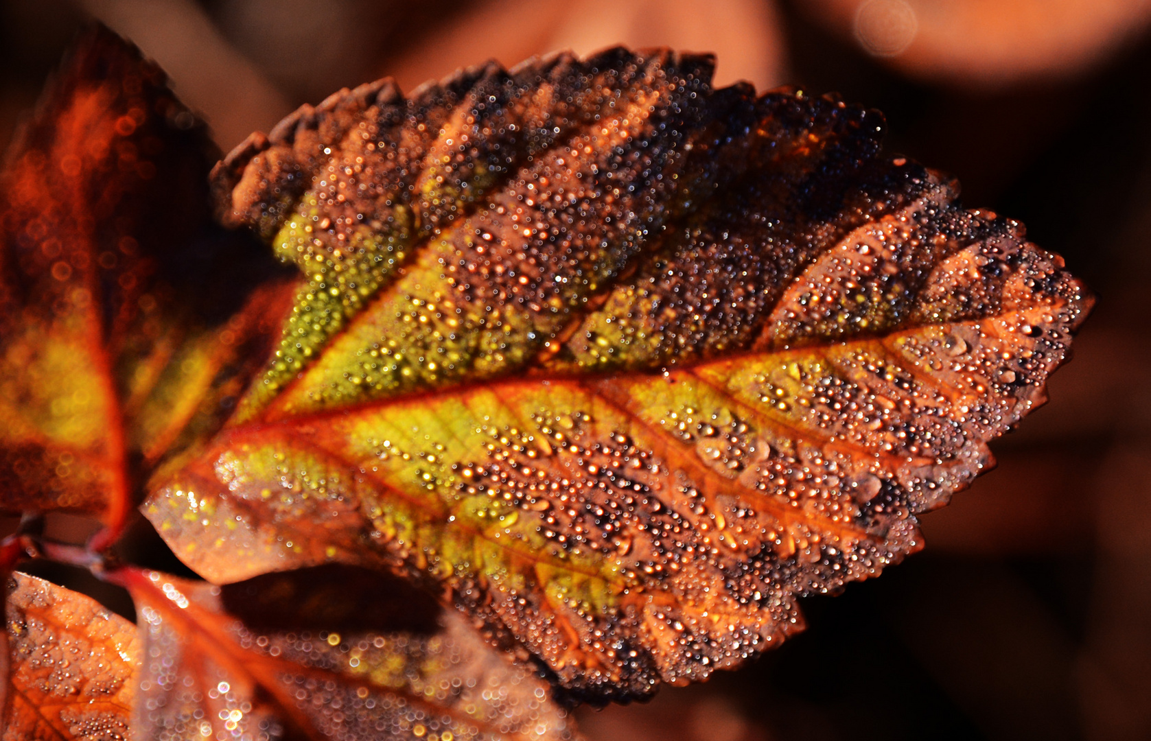 A wet leave