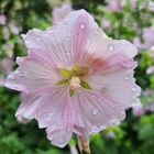 A wet malva