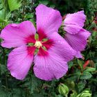 A wet pink beauty