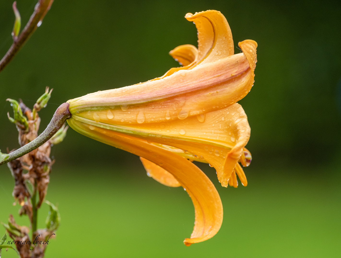 A Wet Yellow Lily