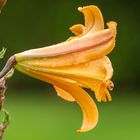 A Wet Yellow Lily