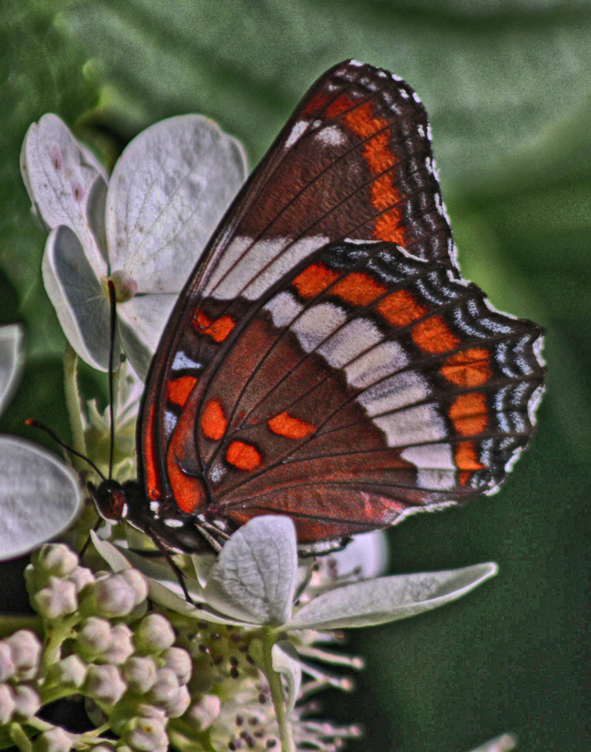 A White Admiral  (Vanessa atalanta)