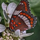 A White Admiral  (Vanessa atalanta)