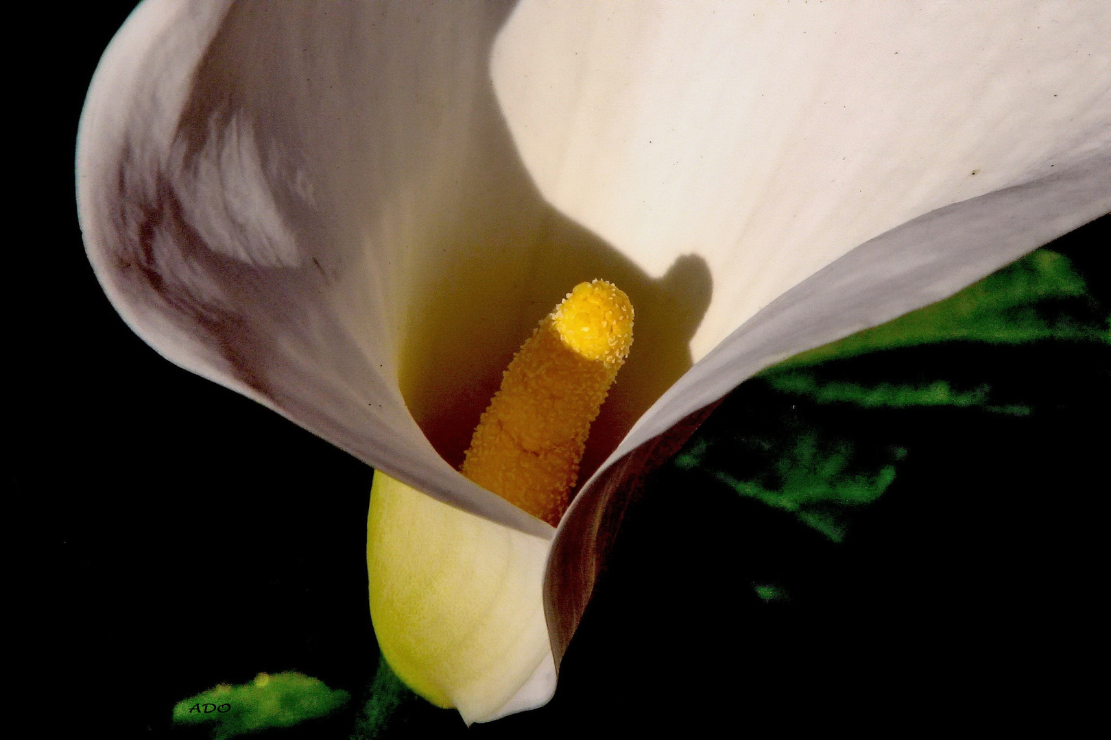 A White Calla Lily