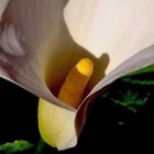 A White Calla Lily