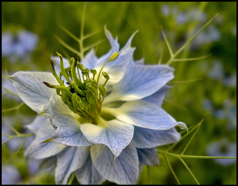 A White Flower