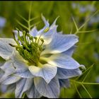 A White Flower