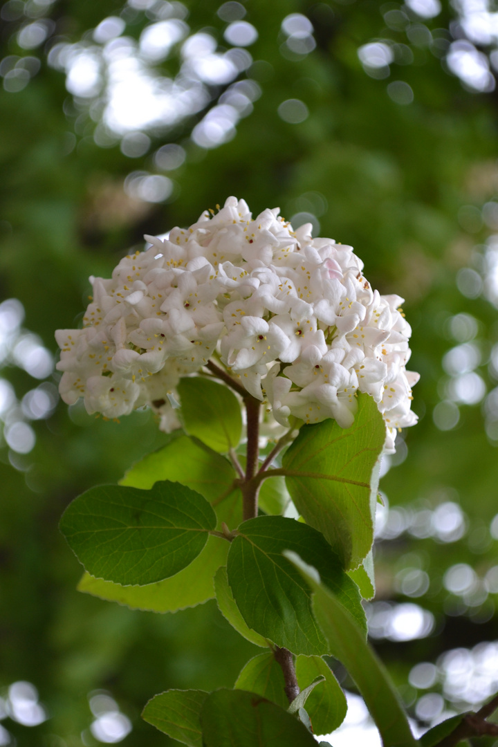 A white flower . ©