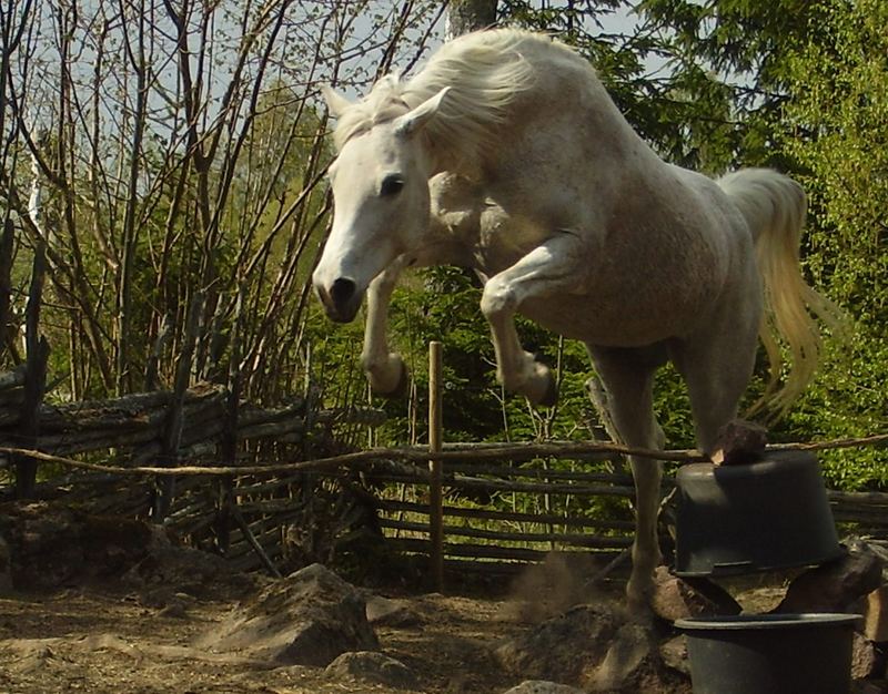 A White Horse