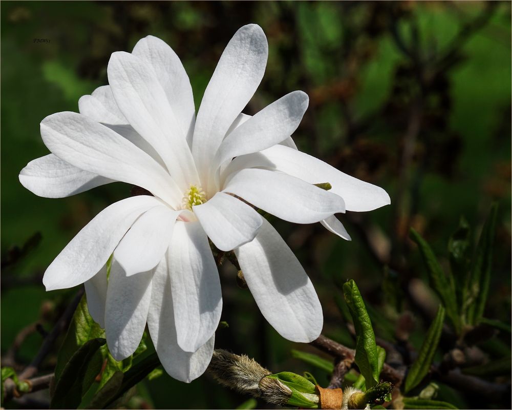 A white magnolia blossom