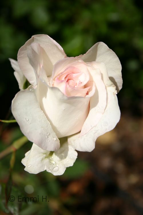 A white rose.