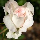 A white rose.