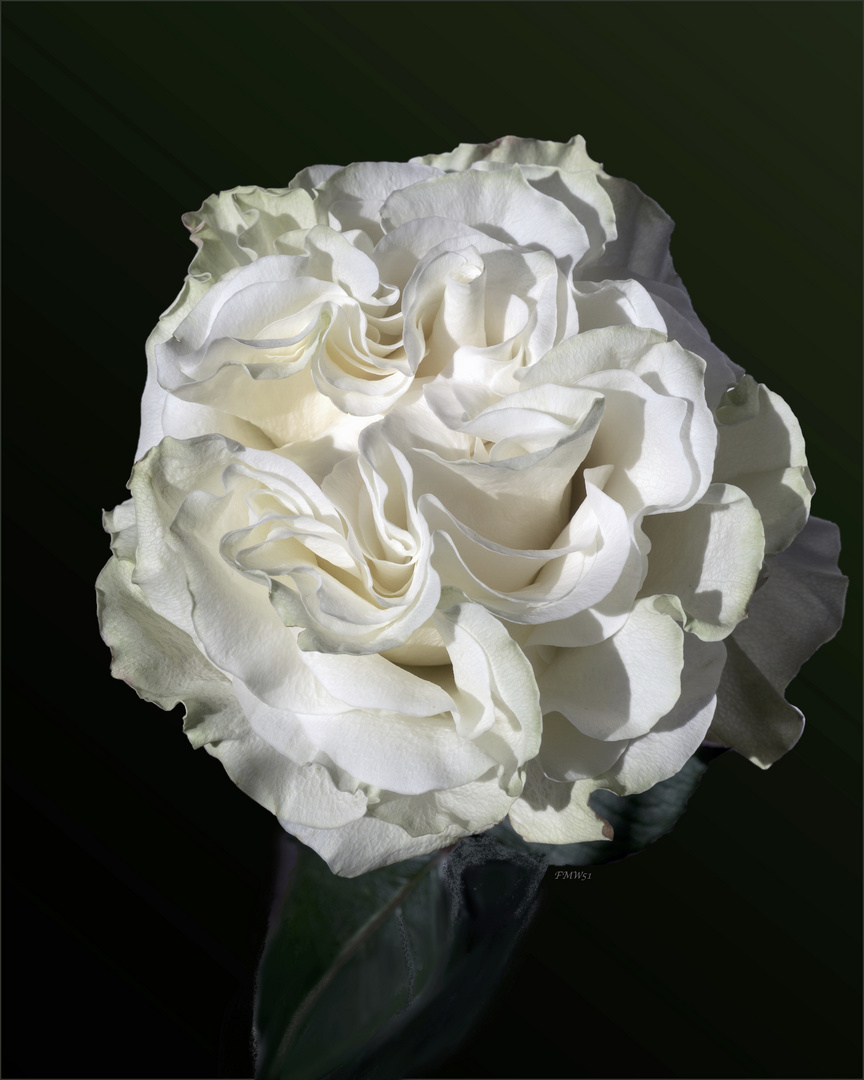 a white rose