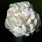 a white rose