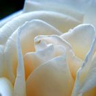 A White Rose