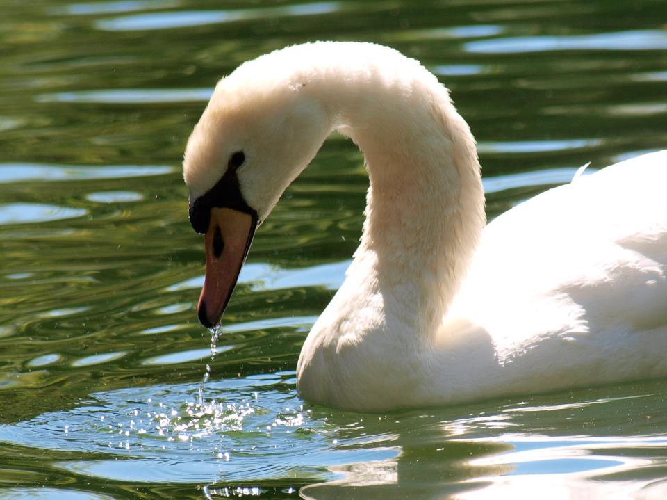 A white swan drinking water