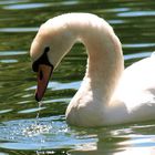 A white swan drinking water