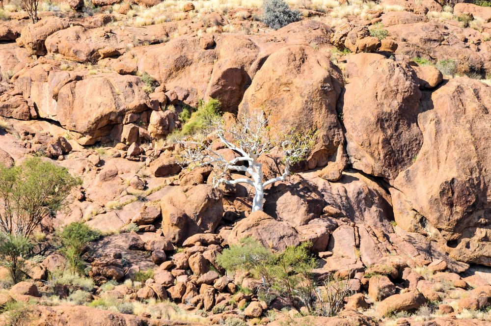 A white tree