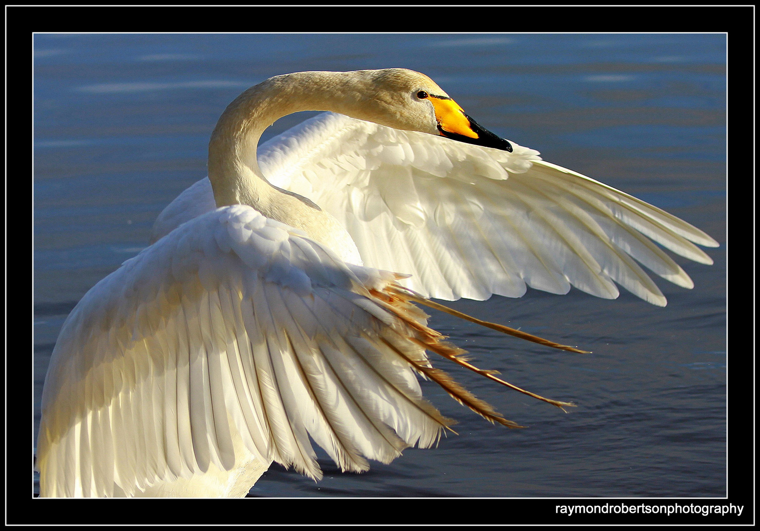 "A Whooper Swan"