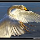 "A Whooper Swan"