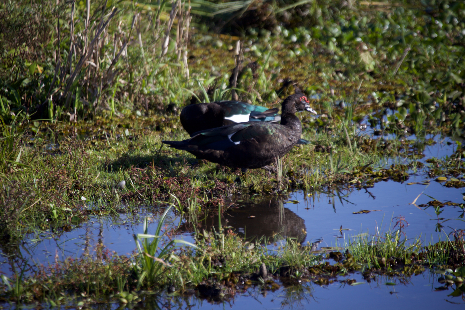 A wild Muscovy Duck